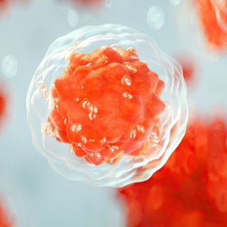 Wiederherstellung der Elastizität der Blutgefäße